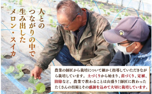 【先行予約】ペルルメロン 1玉（約2kg以上）青肉品種 高級メロン！ ／ マスクメロン 大玉 果物 フルーツ ギフト 農家直送 ※2026年6月下旬以降順次発送 [aw065-a006]