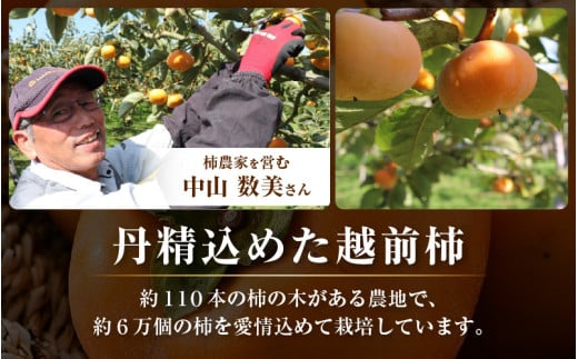 【先行予約】越前柿 36個入 約6kg（M～2L）≪JA受賞歴親子２代≫  ／ 果物 フルーツ 柿 産地直送 期間限定 ※2026年11月上旬より順次発送 [aw061-a002]
