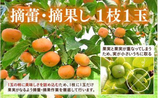 【先行予約】【種なし】 甘い！越前柿12個入り 脱渋済み 本場柿原郷で収穫 ※2026年10月中旬以降順次発送予定 [aw082-a001]