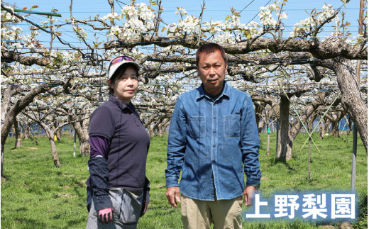 【先行予約】上野梨園の新興梨 8～12玉入 約5kg  4L～6L【秀品】《数量限定》梨園直送！ / 期間限定 果物 フルーツ 農家直送 シャキシャキ もぎたて 旬 お取り寄せ ※2026年10月上旬より順次発送 [aw077-a022]