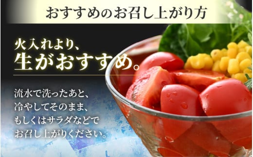 【先行予約】ミディトマト 越のルビー 約2kg 10パック（8パック＋品質補償2パック）／ 福井県産 ブランド トマト 福井県産ブランドトマト 農家直送 有機肥料 低農薬 完熟 甘い ※2026年9月下旬より順次発送 [aw069-a005]