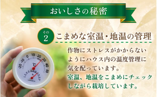 【先行予約】【赤肉】アールスメロン 1玉（約1.6kg以上）赤肉品種 高級メロン！ ／ マスクメロン 大玉 果物 フルーツ 夏 ギフト 農家直送 ※2027年6月下旬以降順次発送予定 [aw065-a003]