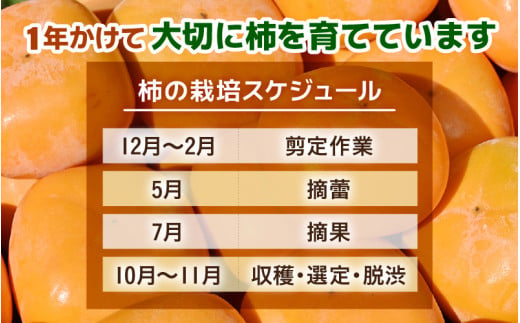 【先行予約】【種なし】 甘い！越前柿12個入り 脱渋済み 本場柿原郷で収穫 ※2026年10月中旬以降順次発送予定 [aw082-a001]