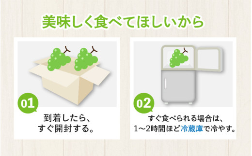 【先行予約】【種なし】上野梨園のシャインマスカット 約1kg【朝採れ】【秀品】 農園直送【上野の葡萄】 / ぶどう フルーツ 果物 くだもの 贈答 お土産 種なし 旬 皮ごと食べる 　美容 ぶどう狩り 巨峰に負けない 爽やかな甘さ 大粒 新鮮 朝採れ 厳選 ※2026年9月上旬より順次発送 [aw077-a011]
