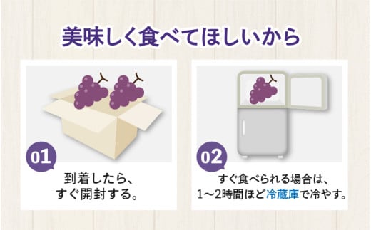 【先行予約】【種なし】上野梨園のナガノパープル 約1kg 【朝採れ】【秀品】農園直送【上野の葡萄】 / ぶどう フルーツ 果物 くだもの 贈答 お土産 種なし 旬 皮ごと食べる ポリフェノール 美容 レスベラトロール ぶどう狩り 巨峰  甘い 大粒 新鮮 濃厚 ※2026年8月下旬より順次発送 [aw077-a023]