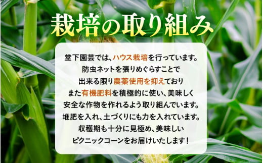 【先行予約】朝採り ピクニックコーン 黄色 10本入《生でも食べれる！希少品》 ／ 野菜 とうもろこし スイートコーン ※2026年6月上旬以降順次発送 [aw028-a007]