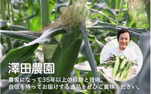 【先行予約】秋とうもろこし 黄色 白色 計8本 おおもの 朝採り ／ 期間限定 数量限定 ハウス栽培 産地直送 甘い ミックス スイートコーン 白い とうもろこし ホワイトコーン 野菜 あわら ※2026年10月10日より順次発送 [aw039-a012]