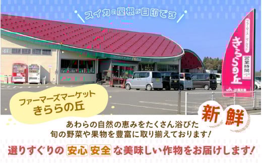 【先行予約】大玉スイカ「夏の天使」 1玉入 （L～2L ）抜群の糖度で甘い！／ 期間限定 果物 フルーツ 西瓜 産地直送 ※2026年7月中旬より順次発送 [aw003-a002]