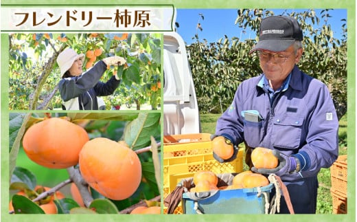 【先行予約】【種なし】 甘い！越前柿12個入り 脱渋済み 本場柿原郷で収穫 ※2026年10月中旬以降順次発送予定 [aw082-a001]