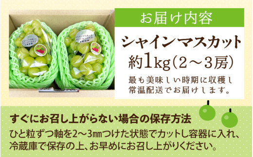 【先行予約】【種なし】上野梨園のシャインマスカット 約1kg【朝採れ】【秀品】 農園直送【上野の葡萄】 / ぶどう フルーツ 果物 くだもの 贈答 お土産 種なし 旬 皮ごと食べる 　美容 ぶどう狩り 巨峰に負けない 爽やかな甘さ 大粒 新鮮 朝採れ 厳選 ※2026年9月上旬より順次発送 [aw077-a011]