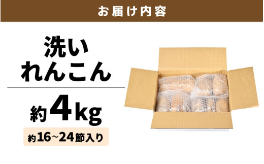 【先行予約】洗いれんこん 4kg 《発送直前に収穫してお届け！》 シャキっとした歯触り！／ 有機肥料 低農薬 蓮根 レンコン 野菜 根菜 正月【2026年11月中旬以降順次発送予定】 [aw056-a013]