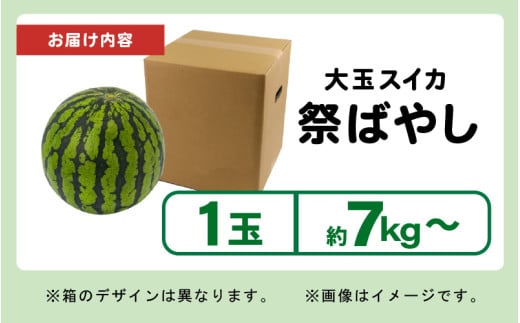 【先行予約】藤重農園の大玉スイカ『祭ばやし』 1玉（7kg～） ≪満足度高い大きなスイカ≫※2026年6月中旬以降順次発送 [aw083-a003]