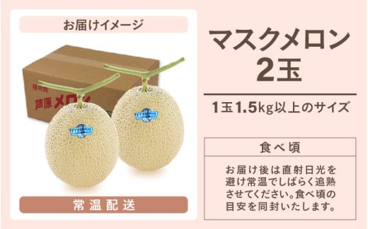 【先行予約】青肉マスクメロン（1.5kg以上 2玉入）味も見た目も抜群！アールスメロン  / 期間限定 果物 フルーツ 産地直送 青肉 人気 ギフト 贈答 ※2026年7月上旬より順次発送 [aw039-a005]