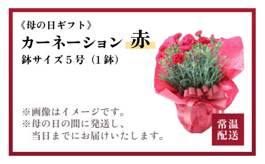 【25セット限定 先行予約】カーネーション 赤 5号 鉢植え 生花 ＜数量限定！想いを届ける母の日ギフト＞ ※2026年5月6日～9日の間にお届け [aw062-a003]