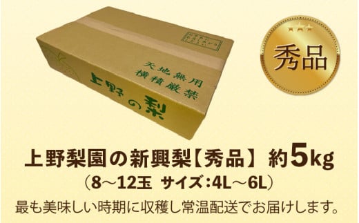 【先行予約】上野梨園の新興梨 8～12玉入 約5kg  4L～6L【秀品】《数量限定》梨園直送！ / 期間限定 果物 フルーツ 農家直送 シャキシャキ もぎたて 旬 お取り寄せ ※2026年10月上旬より順次発送 [aw077-a022]