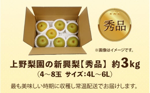 【先行予約】上野梨園の新興梨 約3kg 4L～6L【秀品】《数量限定》梨園直送！ / 期間限定 果物 フルーツ 農家直送 シャキシャキ もぎたて 旬 お取り寄せ ※2026年10月上旬より順次発送 [aw077-a026]