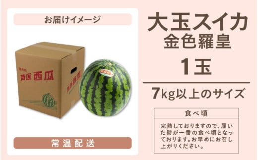 【先行予約】大玉スイカ『金色羅皇』（7kg以上 1玉入） スイカ史上 最高糖度！  / 期間限定 果物 フルーツ 産地直送 すいか 人気 高糖度 ※2027年6月中旬より順次発送 [aw039-a025]