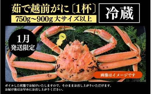 【先行予約】【1月発送限定】茹で越前がに 1杯 750g～900g（大サイズ以上）《新鮮！茹でたてを発送》／ 高級 福井 ブランド ズワイガニ 黄色タグ ボイル 冷蔵 蟹 カニ 期間限定 【最終受付1月28日まで】※2027年1月上旬～2027年1月下旬で発送 [aw002-x003_01]