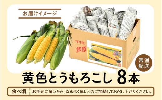 【先行予約】秋とうもろこし 8本 おおもの 黄色 朝採り ／ 期間限定 数量限定 ハウス栽培 産地直送 甘い スイートコーン とうもろこし 野菜 あわら ※2026年10月10日より順次発送 [aw039-a011]