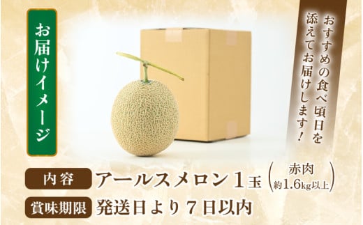 【先行予約】【赤肉】秋 アールスメロン 1玉（約1.6kg以上） 高級メロン！ ／ マスクメロン 大玉 果物 フルーツ 夏 ギフト 農家直送 ※2026年9月中旬以降発送 [aw065-a010]