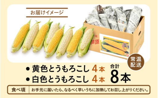 【先行予約】秋とうもろこし 黄色 白色 計8本 おおもの 朝採り ／ 期間限定 数量限定 ハウス栽培 産地直送 甘い ミックス スイートコーン 白い とうもろこし ホワイトコーン 野菜 あわら ※2026年10月10日より順次発送 [aw039-a012]