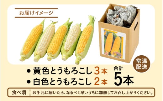 【先行予約】秋とうもろこし 黄色 白色 計5本 おおもの 朝採り ／ 期間限定 数量限定 ハウス栽培 産地直送 甘い ミックス スイートコーン 白い とうもろこし ホワイトコーン 野菜 あわら ※2026年10月10日より順次発送 [aw039-a014]