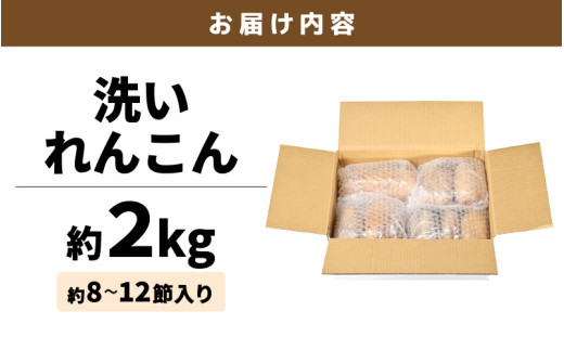 【先行予約】洗いれんこん 2kg 《発送直前に収穫してお届け！》 シャキっとした歯触り！ ／ 有機肥料 低農薬 蓮根 レンコン 野菜 根菜 正月【2026年11月中旬以降順次発送予定】 [aw056-a012]
