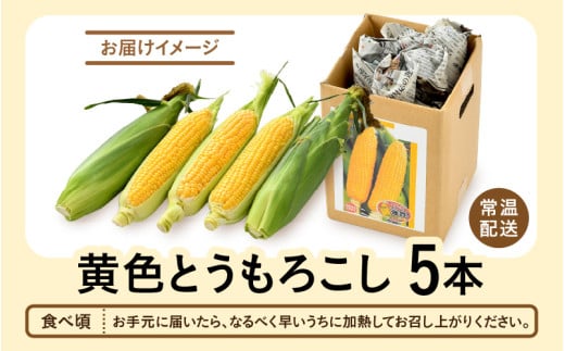 【先行予約】秋とうもろこし 5本 おおもの 黄色 朝採り ／ 期間限定 数量限定 ハウス栽培 産地直送 甘い スイートコーン とうもろこし 野菜 あわら ※2026年10月10日より順次発送 [aw039-a013]