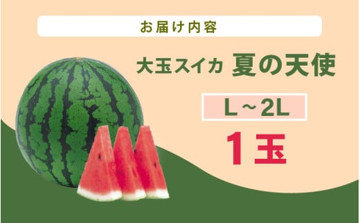 【先行予約】大玉スイカ「夏の天使」 1玉入 （L～2L ）抜群の糖度で甘い！／ 期間限定 果物 フルーツ 西瓜 産地直送 ※2026年7月中旬より順次発送 [aw003-a002]