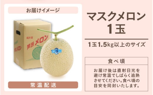 【先行予約】青肉マスクメロン（1.5kg以上 1玉入）味も見た目も抜群！アールスメロン  / 期間限定 果物 フルーツ 産地直送 青肉 人気 ギフト 贈答 ※2026年7月上旬より順次発送 [aw039-a015]