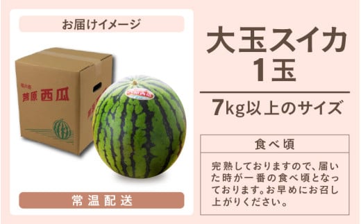 【先行予約】大玉スイカ（7kg以上 1玉入) 皮際まで甘い！シャリ感も抜群！ / 期間限定 果物 フルーツ 産地直送 すいか 人気 ※2027年6月中旬より順次発送 [aw039-a024]