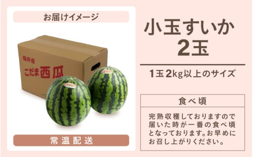 【先行予約】小玉すいか 愛娘(まなむすめ) 2kg以上 2玉入 ＜大玉のようなシャリ感！皮際まで抜群に甘い＞ / 期間限定 果物 フルーツ 産地直送 スイカ 小玉スイカ ※2027年6月上旬より順次発送 [aw039-a017]