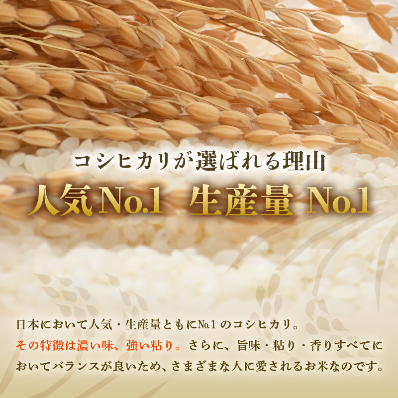 【先行予約】【令和8年産・新米】【一等米】いっちょらい 無洗米 10kg×1袋 ／ 福井県産 ブランド米 コシヒカリ ご飯 白米 新鮮 大賞 受賞 ※2026年9月下旬以降順次発送予定 [aw012-b024]