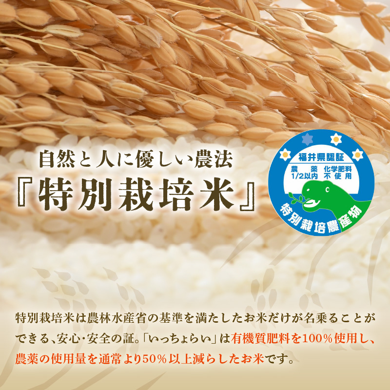 【先行予約】【令和8年産・新米】【一等米】《定期便6回》特別栽培米 いっちょらい 精米 5kg × 6回（計30kg）／ 福井県産 ブランド米 コシヒカリ ご飯 白米 新鮮 大賞 受賞 ※2026年10月上旬以降順次発送予定 [aw012-e008]