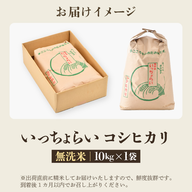 【先行予約】【令和8年産・新米】【一等米】いっちょらい 無洗米 10kg×1袋 ／ 福井県産 ブランド米 コシヒカリ ご飯 白米 新鮮 大賞 受賞 ※2026年9月下旬以降順次発送予定 [aw012-b024]