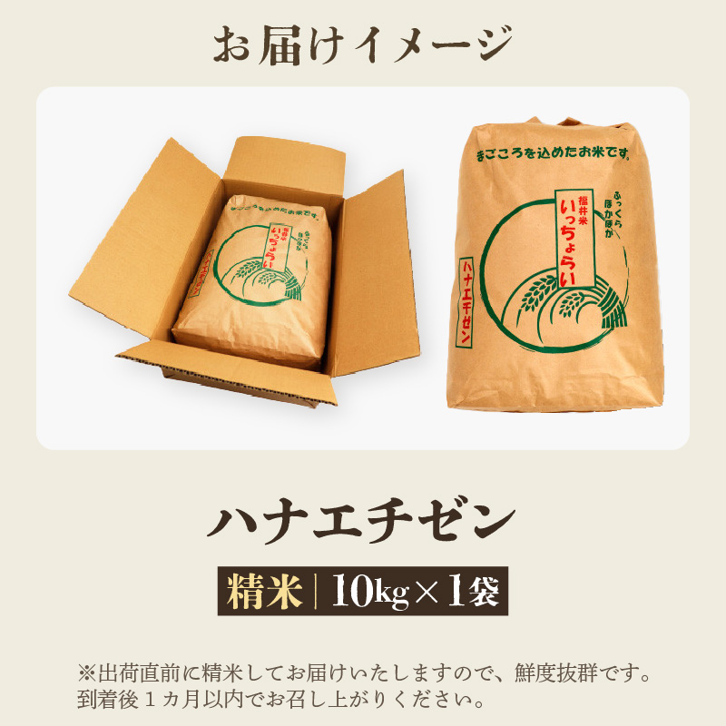 【先行予約】【令和8年産・新米】【一等米】ハナエチゼン 精米 10kg ×1袋《発送直前精米！》 ／ 福井県産 ブランド米 ご飯 白米 お米 コメ 新鮮 大賞 受賞 新米 ※2026年9月上旬以降順次発送予定 [aw012-a035]