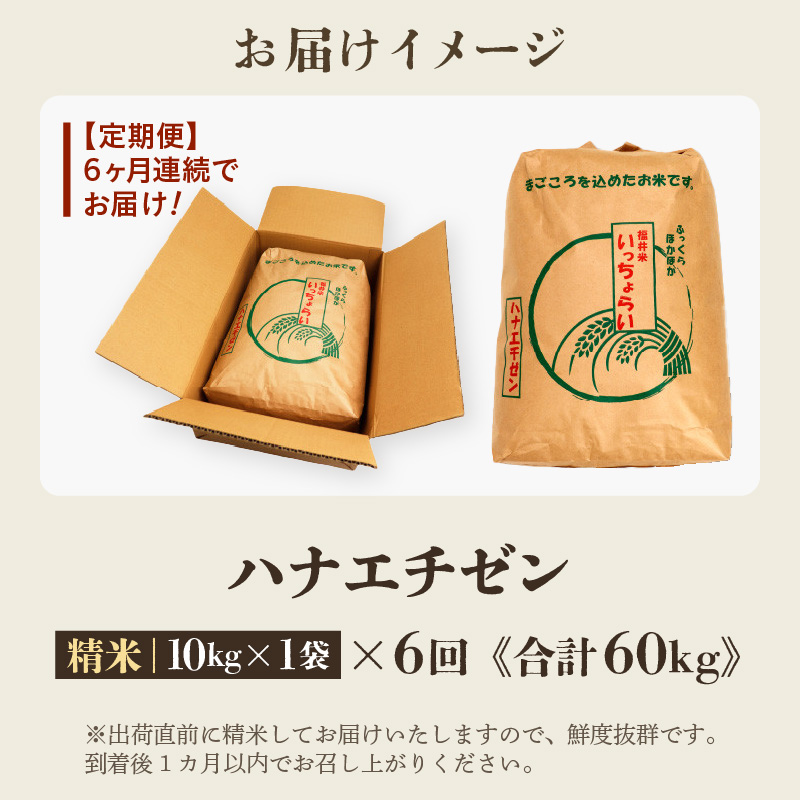 【先行予約】【令和8年産・新米】【一等米】＜定期便6回＞ ハナエチゼン 精米 10kg × 6回（60kg）《発送直前精米！》 ／ 福井県産 ブランド米 ご飯 白米 お米 コメ 新鮮 大賞 受賞 新米 福井県あわら産 ※2026年9月上旬以降順次発送予定 [aw012-i004]