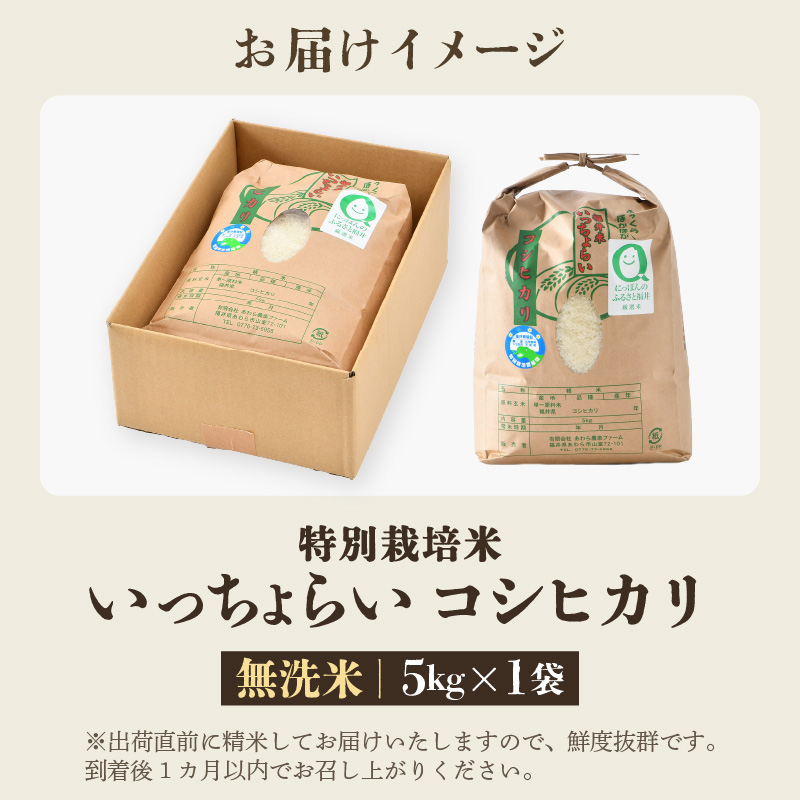 【先行予約】【令和8年産・新米】【一等米】特別栽培米 いっちょらい 無洗米 5kg ／ 福井県産 ブランド米 コシヒカリ ご飯 白米 新鮮 大賞 受賞 ※2026年10月上旬以降順次発送予定 [aw012-a033]