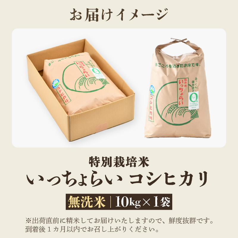【先行予約】【令和8年産・新米】【一等米】特別栽培米いっちょらい 無洗米 10kg×1袋 ／ 福井県産 ブランド米 コシヒカリ ご飯 白米 新鮮 大賞 受賞 ※2026年10月上旬以降順次発送予定 [aw012-b026]