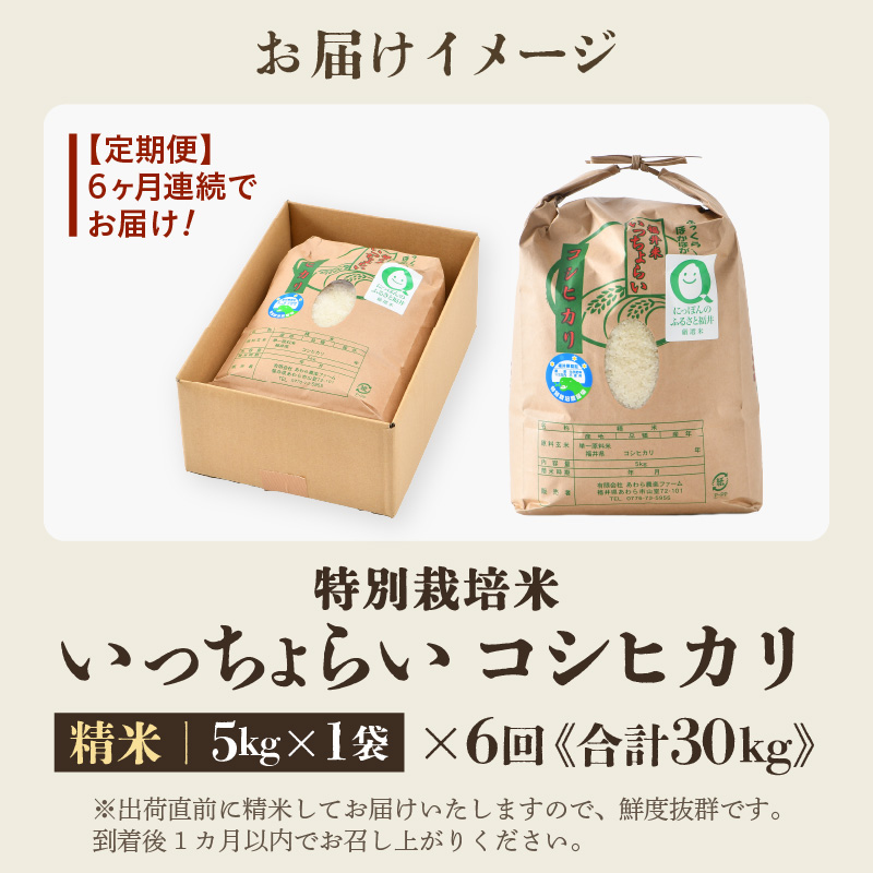 【先行予約】【令和8年産・新米】【一等米】《定期便6回》特別栽培米 いっちょらい 精米 5kg × 6回（計30kg）／ 福井県産 ブランド米 コシヒカリ ご飯 白米 新鮮 大賞 受賞 ※2026年10月上旬以降順次発送予定 [aw012-e008]