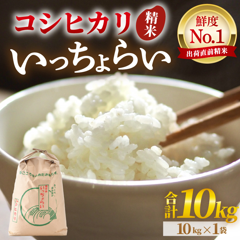 【先行予約】【令和8年産・新米】【一等米】いっちょらい 精米 10kg×1袋 ／ 福井県産 ブランド米 コシヒカリ ご飯 白米 お米 コメ 新鮮 大賞 受賞 新米 福井県あわら産 ※2026年9月下旬以降順次発送予定 [aw012-b023]