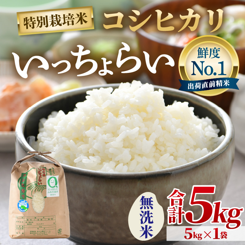 【先行予約】【令和8年産・新米】【一等米】特別栽培米 いっちょらい 無洗米 5kg ／ 福井県産 ブランド米 コシヒカリ ご飯 白米 新鮮 大賞 受賞 ※2026年10月上旬以降順次発送予定 [aw012-a033]