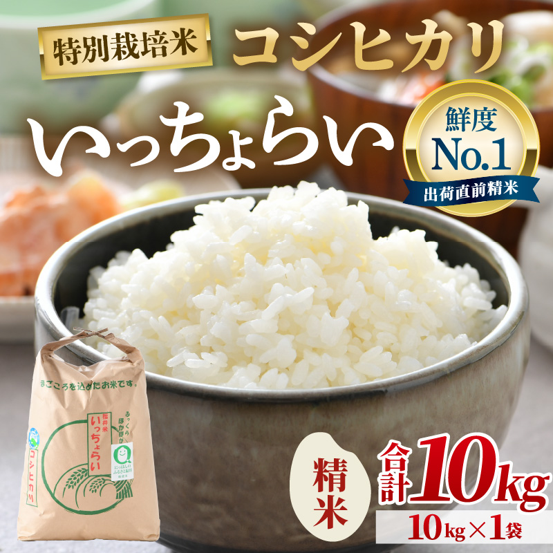 【先行予約】【令和8年産・新米】【一等米】特別栽培米いっちょらい 精米 10kg×1袋 ／福井県産 ブランド米 コシヒカリ ご飯 白米 新鮮 大賞 受賞 ※2026年10月上旬以降順次発送予定 [aw012-b025]