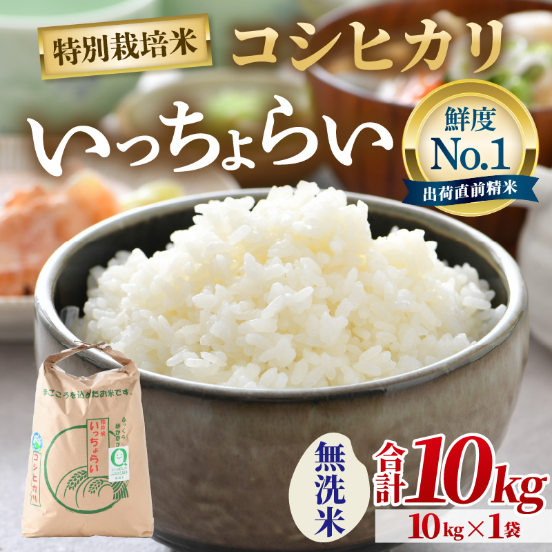 【先行予約】【令和8年産・新米】【一等米】特別栽培米いっちょらい 無洗米 10kg×1袋 ／ 福井県産 ブランド米 コシヒカリ ご飯 白米 新鮮 大賞 受賞 ※2026年10月上旬以降順次発送予定 [aw012-b026]