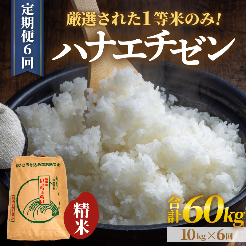 【先行予約】【令和8年産・新米】【一等米】＜定期便6回＞ ハナエチゼン 精米 10kg × 6回（60kg）《発送直前精米！》 ／ 福井県産 ブランド米 ご飯 白米 お米 コメ 新鮮 大賞 受賞 新米 福井県あわら産 ※2026年9月上旬以降順次発送予定 [aw012-i004]