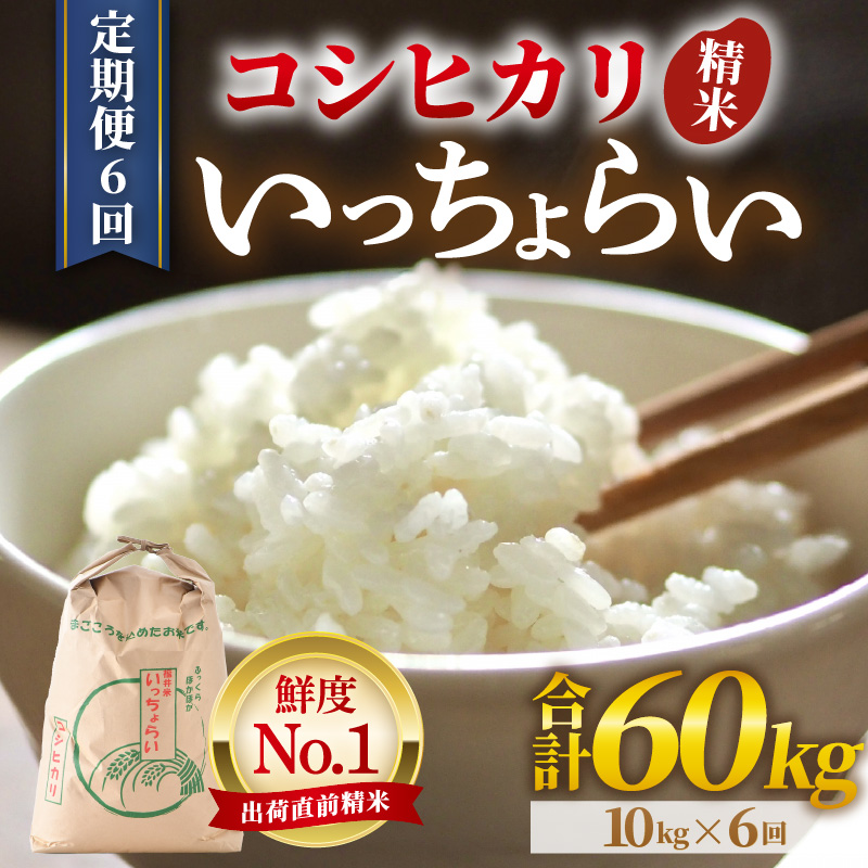 【先行予約】【令和8年産・新米】【一等米】《定期便6回》いっちょらい 精米 10kg × 6回（計60kg） ／ 福井県産 ブランド米 コシヒカリ ご飯 白米 新鮮 大賞 受賞 新米 福井県あわら産 ※2026年10月上旬以降順次発送予定 [aw012-j006]