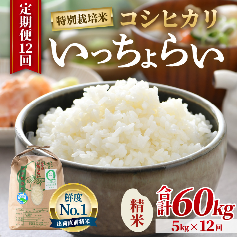 【先行予約】【令和8年産・新米】【一等米】《定期便12回》特別栽培米 いっちょらい 精米 5kg × 12回（計60kg）／ 福井県産 ブランド米 コシヒカリ ご飯 白米 新鮮 大賞 受賞 ※2026年10月上旬以降順次発送予定 [aw012-j008]