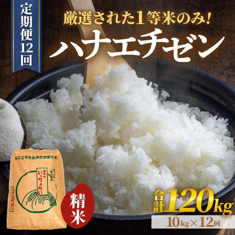 【先行予約】【令和8年産・新米】【一等米】 ＜定期便12回＞ ハナエチゼン 精米 10kg × 12回（120kg）《発送直前精米！》 ／ 福井県産 ブランド米 ご飯 白米 お米 コメ 新鮮 大賞 受賞 新米 ※2026年9月上旬以降順次発送予定 [aw012-n003]