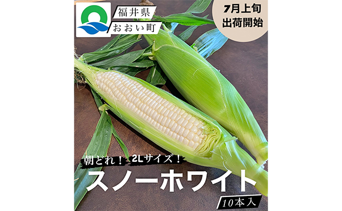 【先行受付 2022年7月出荷】スノーホワイト（ホワイトコーン）10本入り おおい町産 数量限定 とうもろこし 野菜 フルーツコーン 有機肥料 高糖度 