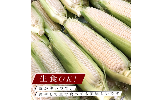 【先行受付 2022年7月出荷】スノーホワイト（ホワイトコーン）10本入り おおい町産 数量限定 とうもろこし 野菜 フルーツコーン 有機肥料 高糖度 